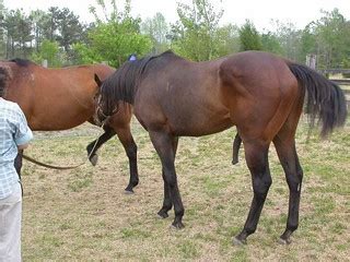 Horse cumpilation part 1 .